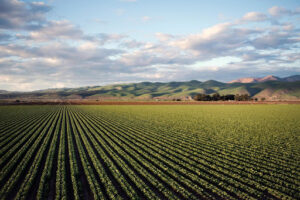 A green agriculture field